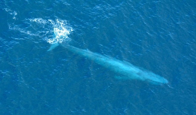 تلاش برای کنترل «نهنگ آبی»