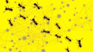 شبیه‌سازی شبکه‌های رایانه‌ای با رفتار مورچه‌ها