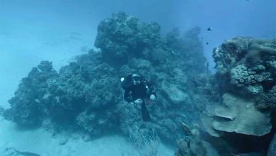 بهترین دوربین فیلم برداری VR از اعماق دریا