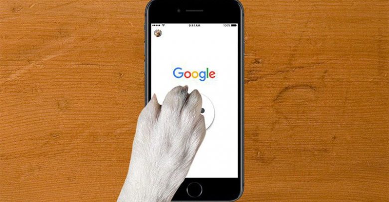 شوخی گوگل : آشنایی حیوانات خانگی با اینترنت