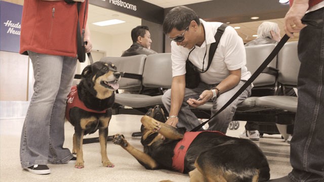 سگ‌ درمانی، راهکاری برای آرام کردن مسافران فرودگاه