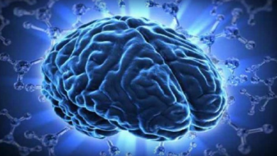 شناسایی بخش «اختیار» در مغز انسان