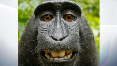 میمون‌ها حق کپی رایت سلفی‌هایشان را ندارند