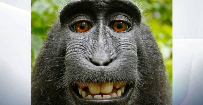 میمون‌ها حق کپی رایت سلفی‌هایشان را ندارند