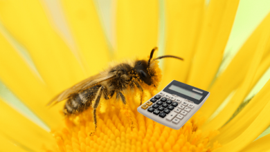 زنبور عسل ریاضی یاد میگیرد