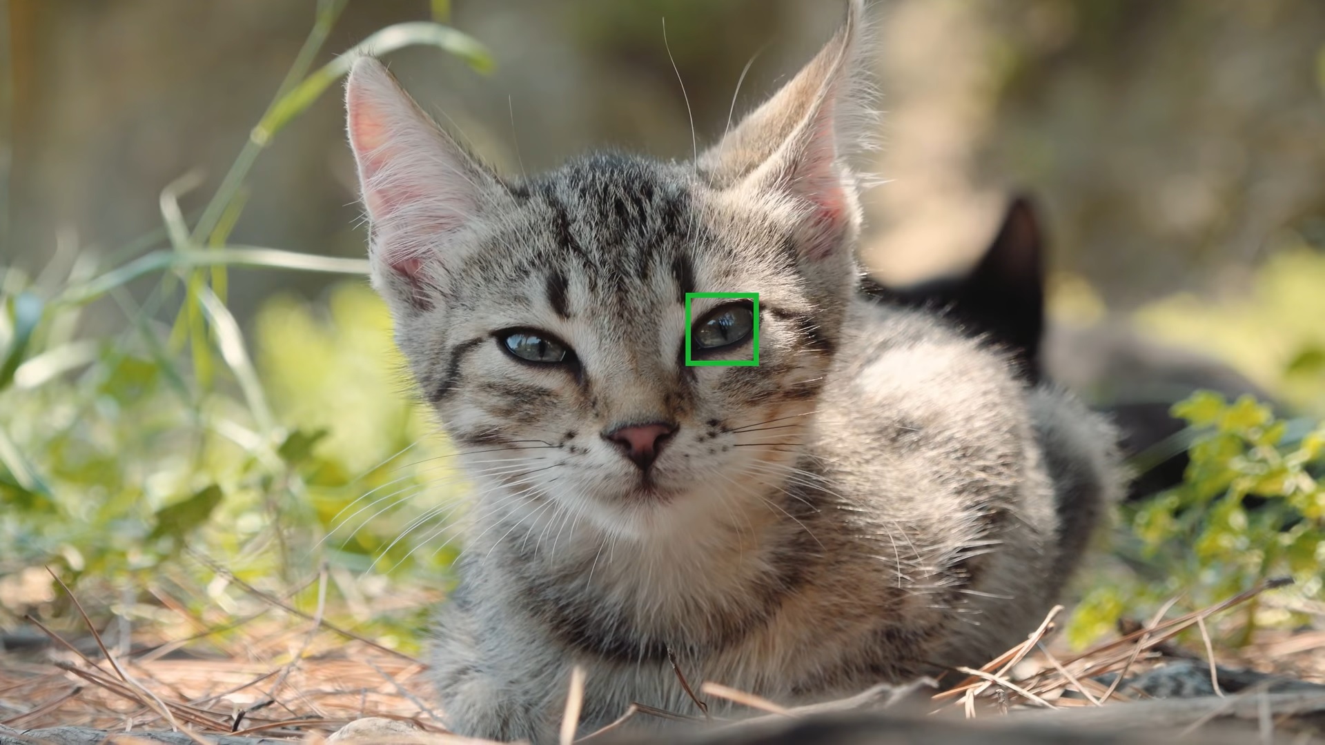 قابلیت تشخیص چشم حیوانات،فعلا تنها روی گربه‌ها و سگ‌ها عمل می‌کند