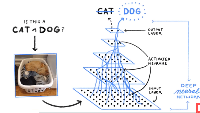 تشیخص سگ یا گربه با استفاده از الگوریتم های یادگیری عمیق