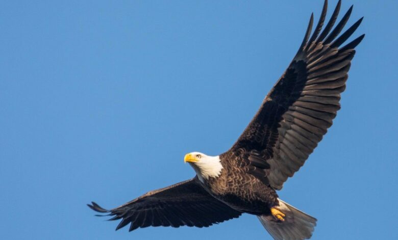 حمله عقاب سرسفید به یک پهپاد در آمریکا