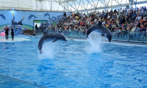 تفریحات کیش